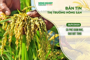 Thị trường nông sản 28/11/2025: Cà phê giảm nhẹ, gạo bật tăng