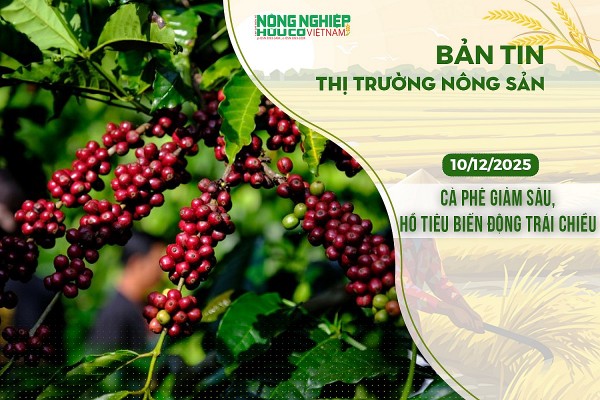 Thị trường nông sản 10/12/2025: Cà phê giảm sâu, hồ tiêu biến động trái chiều