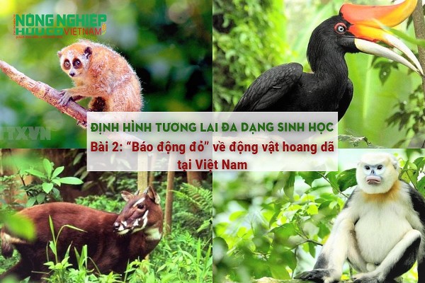 Định hình tương lai đa dạng sinh học- Bài 2: “Báo động đỏ” về động vật hoang dã tại Việt Nam