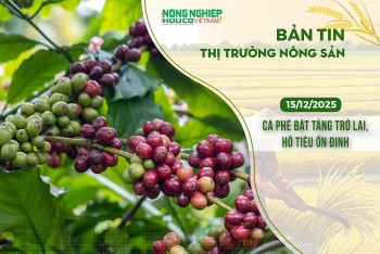 Thị trường nông sản 15/12/2025: Cà phê bật tăng trở lại, hồ tiêu ổn định