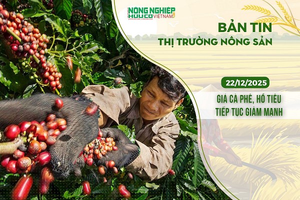 Thị trường nông sản 22/12/2025: Giá cà phê, hồ tiêu tiếp tục giảm mạnh