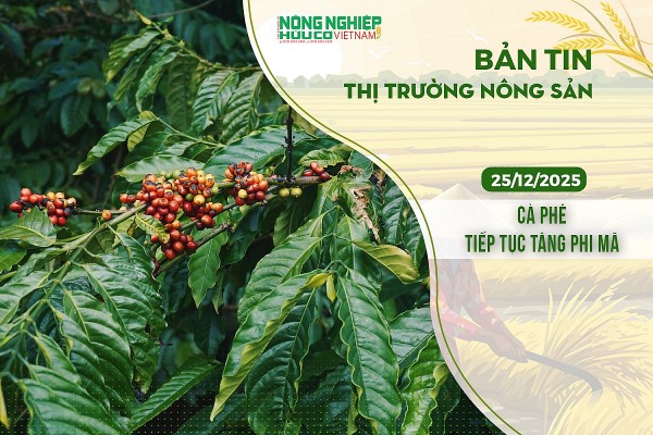 Thị trường nông sản 25/12/2025: Cà phê tiếp tục tăng phi mã