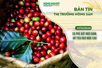 Thị trường nông sản 27/12/2025:  Cà phê bất ngờ giảm, hồ tiêu neo mức cao