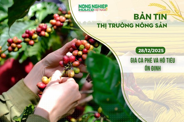 Thị trường nông sản 28/12/2025: Giá cà phê và hồ tiêu ổn định