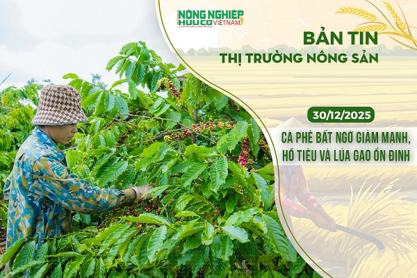 Thị trường nông sản 30/12/2025: Cà phê bất ngờ giảm mạnh, hồ tiêu và lúa gạo ổn định