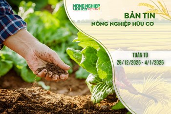 Bản tin Nông nghiệp Hữu cơ, tuần từ 29/12/2025 - 4/1/2026