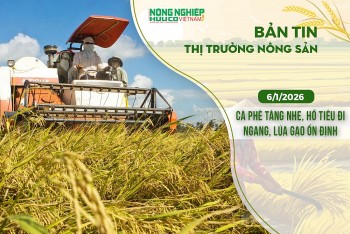 Thị trường nông sản 6/1/2026: Cà phê tăng nhẹ, hồ tiêu đi ngang, lúa gạo ổn định