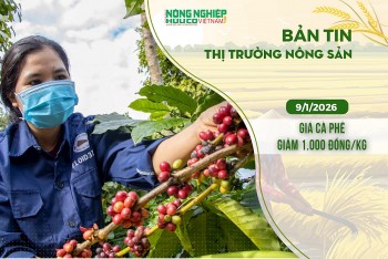 Thị trường nông sản 9/1/2026: Giá cà phê giảm 1.000 đồng/kg