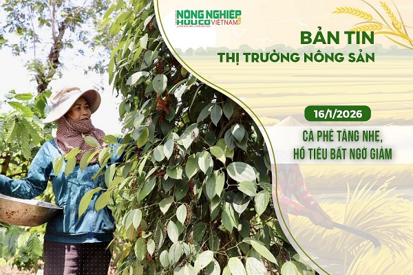 Thị trường nông sản 16/1/2026: Cà phê tăng nhẹ, hồ tiêu bất ngờ giảm