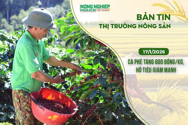 Thị trường nông sản 17/1/2026: Cà phê tăng 600 đồng/kg, hồ tiêu giảm mạnh