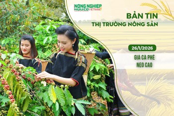 Thị trường nông sản 26/1/2026: Giá cà phê neo cao