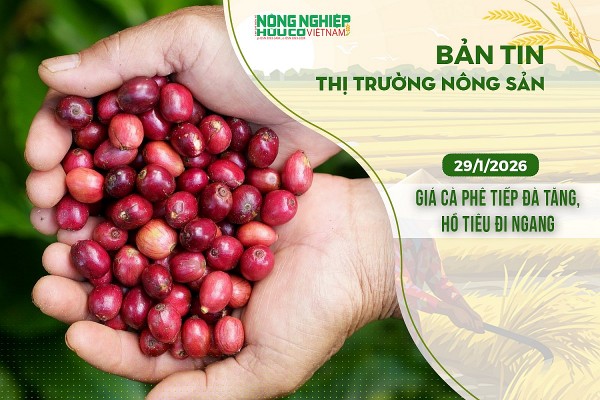 Thị trường nông sản 29/1/2026: Giá cà phê tiếp đà tăng, hồ tiêu đi ngang