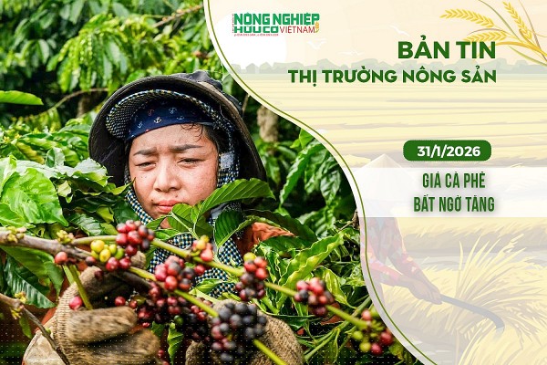 Thị trường nông sản 31/1/2026: Giá cà phê bất ngờ tăng