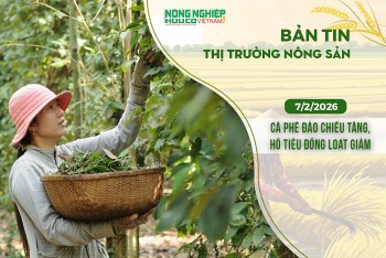 Thị trường nông sản 7/2/2026: Cà phê đảo chiều tăng, hồ tiêu đồng loạt giảm