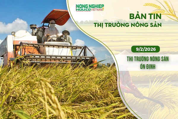 Thị trường nông sản 9/2/2026: Cà phê trong nước ổn định, giá lúa gạo khá trầm lắng