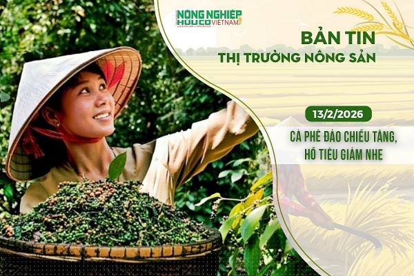 Thị trường nông sản 13/2/2026: Cà phê đảo chiều tăng, hồ tiêu giảm nhẹ