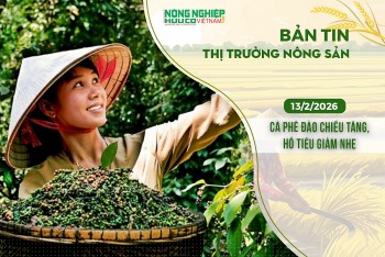 Thị trường nông sản 13/2/2026: Cà phê đảo chiều tăng, hồ tiêu giảm nhẹ