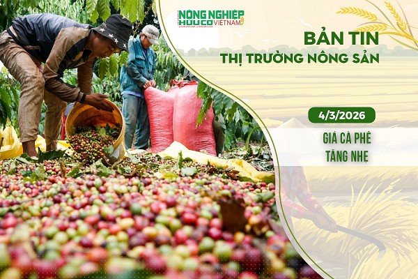 Thị trường nông sản 4/3/2026: Giá cà phê tăng nhẹ