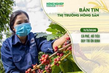 Thị trường nông sản 11/3/2026: Cà phê, hồ tiêu duy trì ổn định