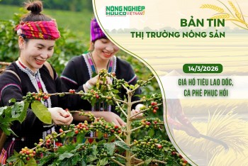 Thị trường nông sản 14/3/2026: Giá hồ tiêu lao dốc, cà phê phục hồi