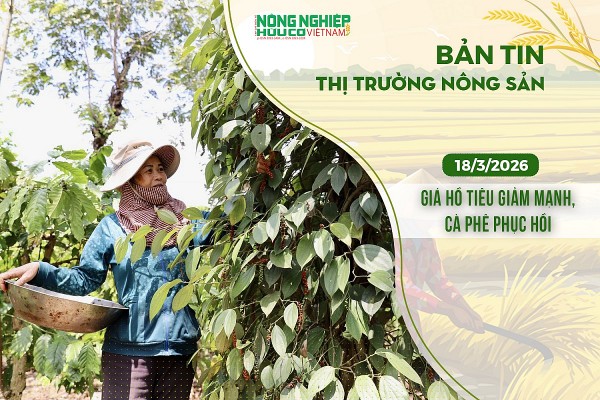 Thị trường nông sản 18/3/2026: Giá hồ tiêu giảm mạnh, cà phê phục hồi