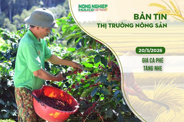 Thị trường nông sản 20/3/2026: Giá cà phê tăng nhẹ