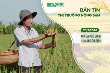 Thị trường nông sản 25/3/2026: Giá cà phê giảm, lúa gạo ổn định