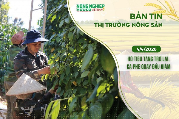 Thị trường nông sản 4/4/2026: Hồ tiêu tăng trở lại, cà phê quay đầu giảm