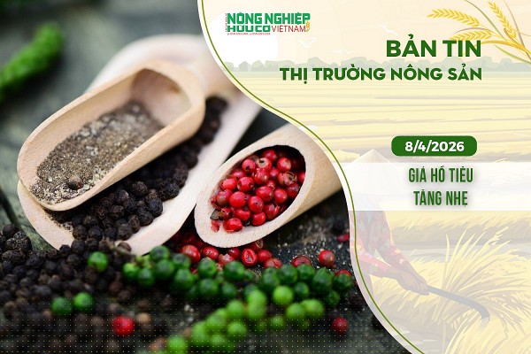Thị trường nông sản 8/4/2026: Giá hồ tiêu tăng nhẹ