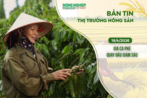 Thị trường nông sản 18/4/2026: Giá cà phê quay đầu giảm sâu