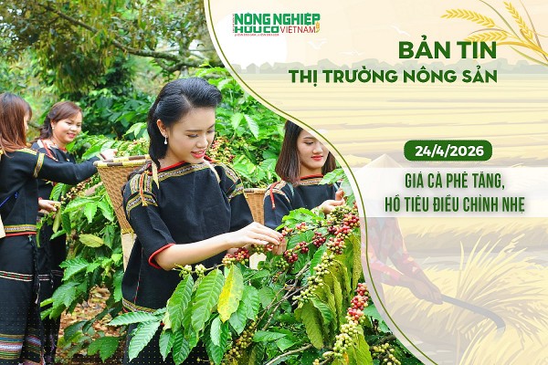Thị trường nông sản 24/4/2026: Giá cà phê tăng, hồ tiêu điều chỉnh nhẹ