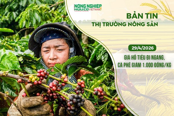 Thị trường nông sản 29/4/2026: Giá hồ tiêu đi ngang, cà phê giảm 1.000 đồng/kg