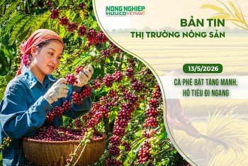 Thị trường nông sản 13/5/2026: Cà phê bật tăng mạnh, hồ tiêu đi ngang