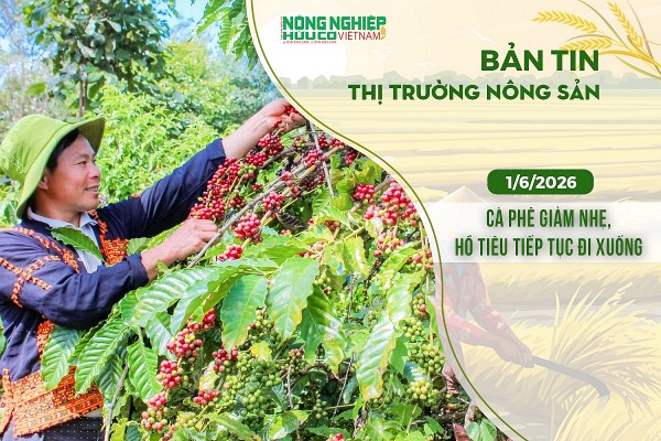 Thị trường nông sản 1/6/2026: Cà phê giảm nhẹ, hồ tiêu tiếp tục đi xuống
