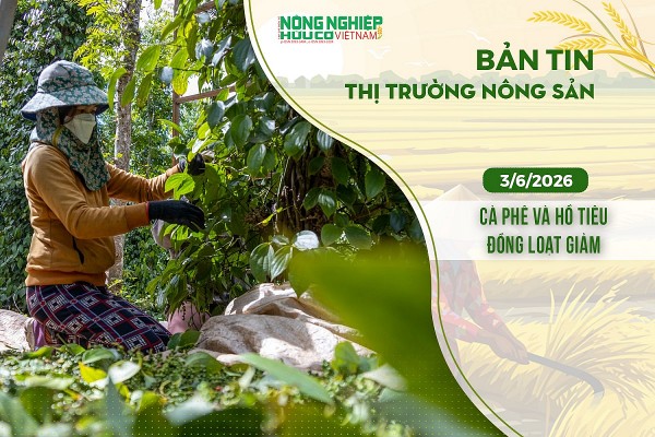 Thị trường nông sản 3/6/2026: Cà phê và hồ tiêu đồng loạt giảm