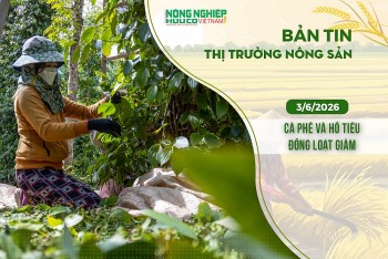 Thị trường nông sản 3/6/2026: Cà phê và hồ tiêu đồng loạt giảm
