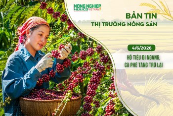 Thị trường nông sản 4/6/2026: Hồ tiêu đi ngang, cà phê tăng trở lại
