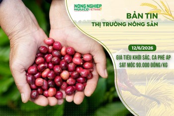 Thị trường nông sản 14/6/2026: Giá tiêu khởi sắc, cà phê áp sát mốc 90.000 đồng/kg