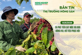 Thị trường nông sản 15/6/2026: Cà phê tiến sát mốc 90.000 đồng/kg, hồ tiêu phục hồi