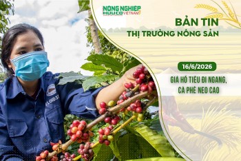 Thị trường nông sản 16/6/2026: Giá hồ tiêu đi ngang, cà phê neo cao