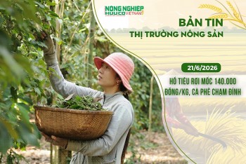 Thị trường nông sản 21/6/2026: Hồ tiêu rơi mốc 140.000 đồng/kg, cà phê chạm đỉnh nhiều tháng