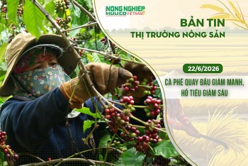 Thị trường nông sản 22/6/2026: Cà phê quay đầu giảm mạnh, hồ tiêu giảm sâu