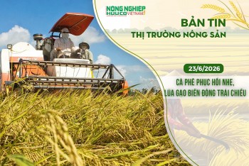 Thị trường nông sản 23/6/2026: Cà phê phục hồi nhẹ, lúa gạo biến động trái chiều