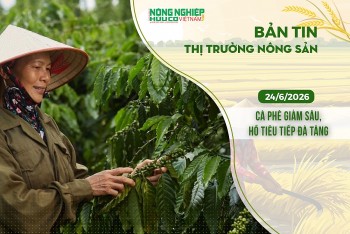 Thị trường nông sản 24/6/2026: Cà phê giảm sâu, hồ tiêu tiếp đà tăng