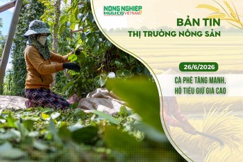 Thị trường nông sản 26/6/2026: Cà phê tăng mạnh, hồ tiêu giữ giá cao