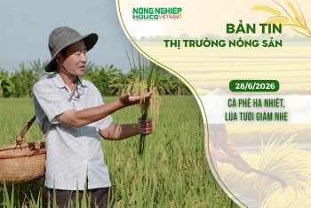 Thị trường nông sản 28/6/2026: Cà phê hạ nhiệt, lúa tươi giảm nhẹ