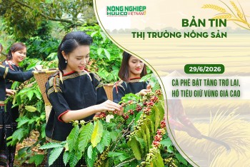 Thị trường nông sản 29/6/2026: Cà phê bật tăng trở lại, hồ tiêu giữ vùng giá cao