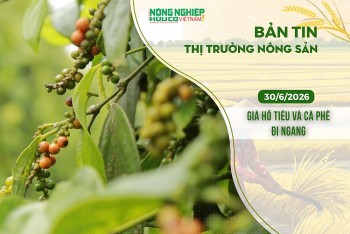 Thị trường nông sản 30/6/2026: Giá hồ tiêu và cà phê đi ngang