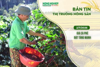 Thị trường nông sản 2/7/2026: Giá cà phê bật tăng mạnh