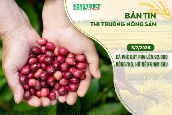 Thị trường nông sản 3/7/2026: Cà phê bứt phá lên 92.000 đồng/kg, hồ tiêu giảm sâu